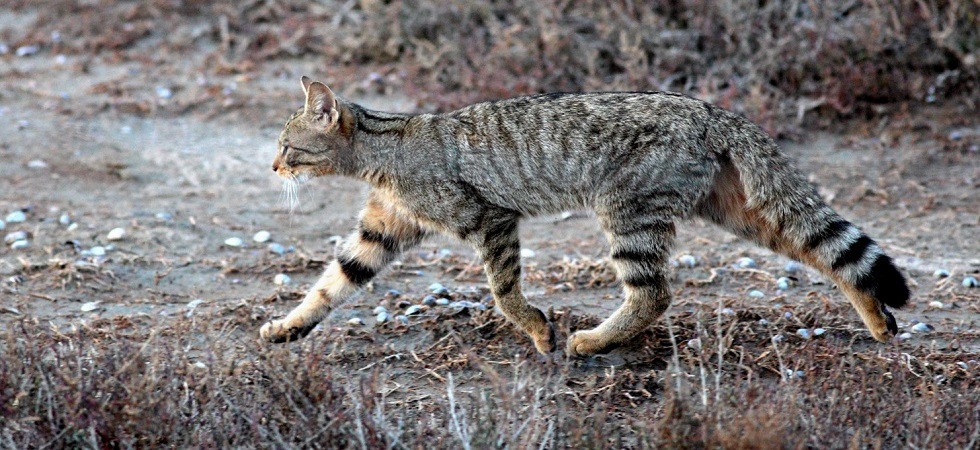 Foto Alberto Pastorelli L’elusivo gatto selvatico sbarca al Muse: “Le cause principali del suo declino sono state la caccia e la frammentazione